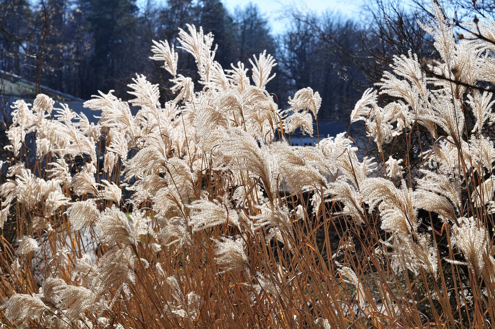 10 SILVER MAIDEN GRASS Miscanthus Sinensis Japanese Pampas Perennial Seeds