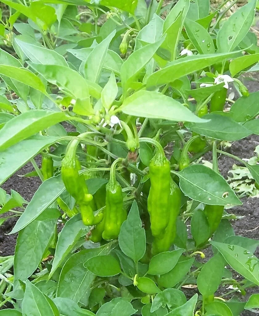 50+ Golden Greek Pepperoncini Pepper Seeds | Heirloom Non-GMO Free Shipping #17