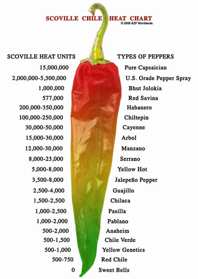 25 JALAPENO M PEPPER SEEDS ~ heirloomseedguy ~ 2026 ~ NON-GMO