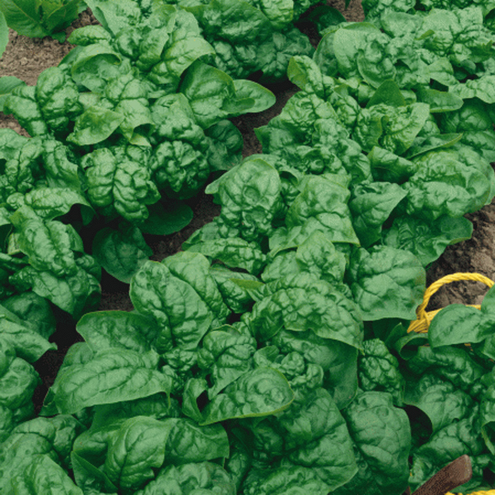 250 Bloomsdale Spinach Longstanding Garden Seeds Organic Heirloom