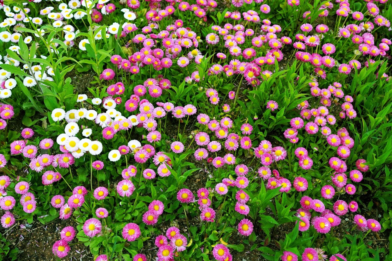 100 PINK ENGLISH DAISY Bellis Perennis Flower Seeds *Flat S/H
