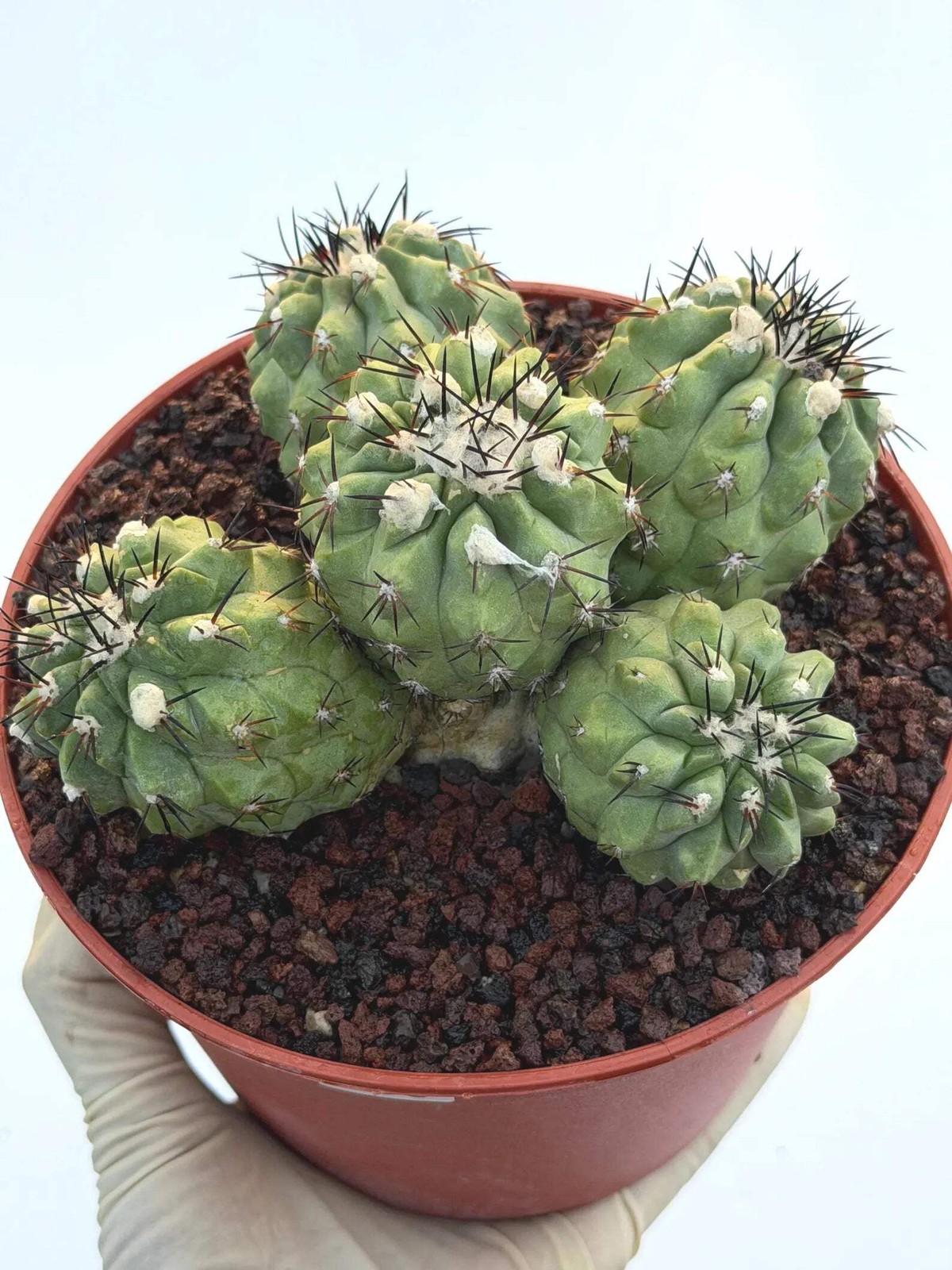 Copiapoa Cinerea Hybrid Cluster | Rare Collector Desert Succulent Plant