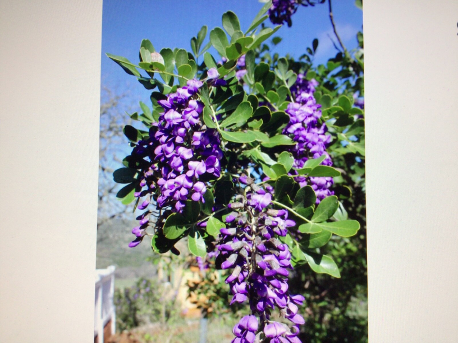 Texas Mountain Laurel Sophora secundiflora 15 Seeds