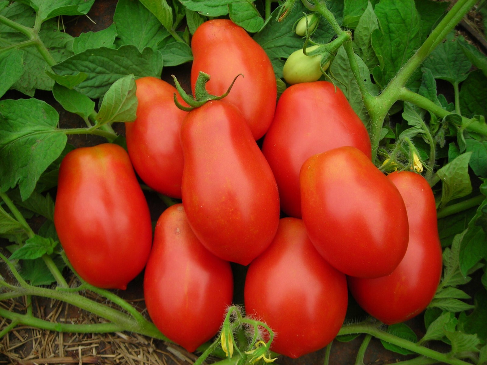 120+ Roma Tomato Seeds – Heirloom – Organic – NON GMO —- FRESH