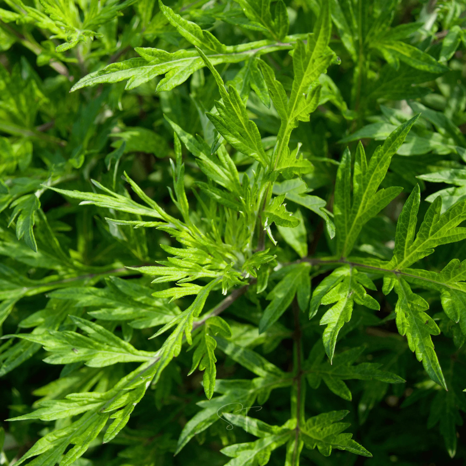 Mugwort – 200 Seeds