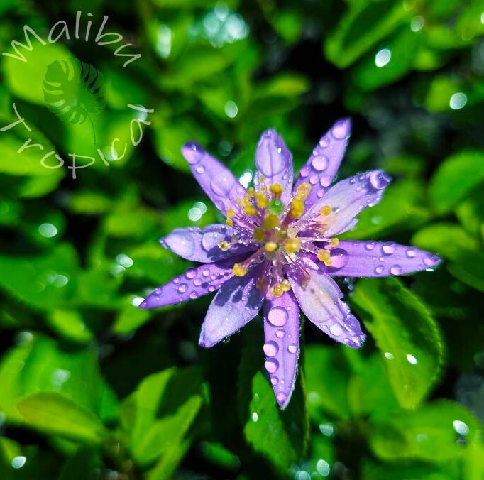 Crossberry, Grewia Occidentalis – 2 Inch pot starter live plant – CA grown