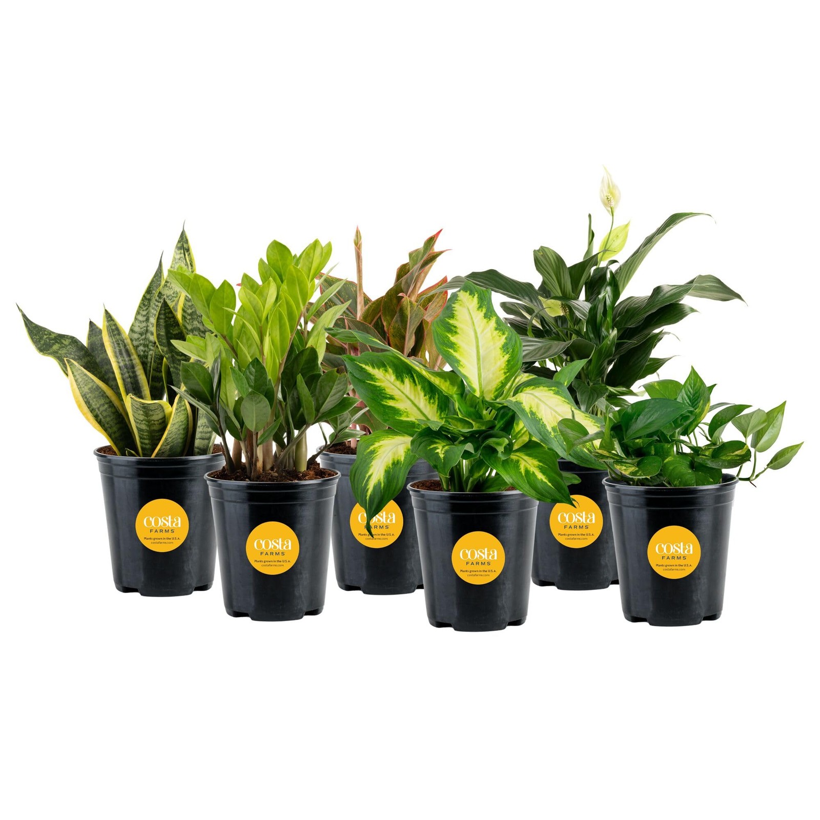 Live Indoor Plant Variety Pack in Plastic Pots, Easy to Maintain, Air Purifyi…