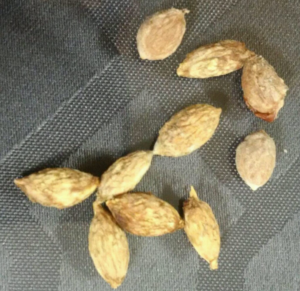 12 seeds JUJUBE chinese dates seeds tasty ORGANIC ,fresh seeds Only