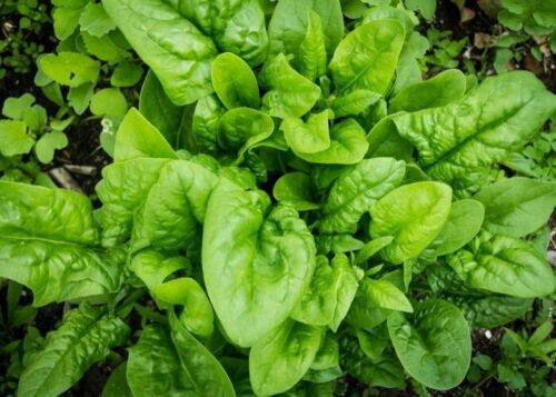 100+ PCS GIANT NOBLE SPINACH SEEDS, HẠT CẢI BÓ XÔI | HIGH GERMINATION |