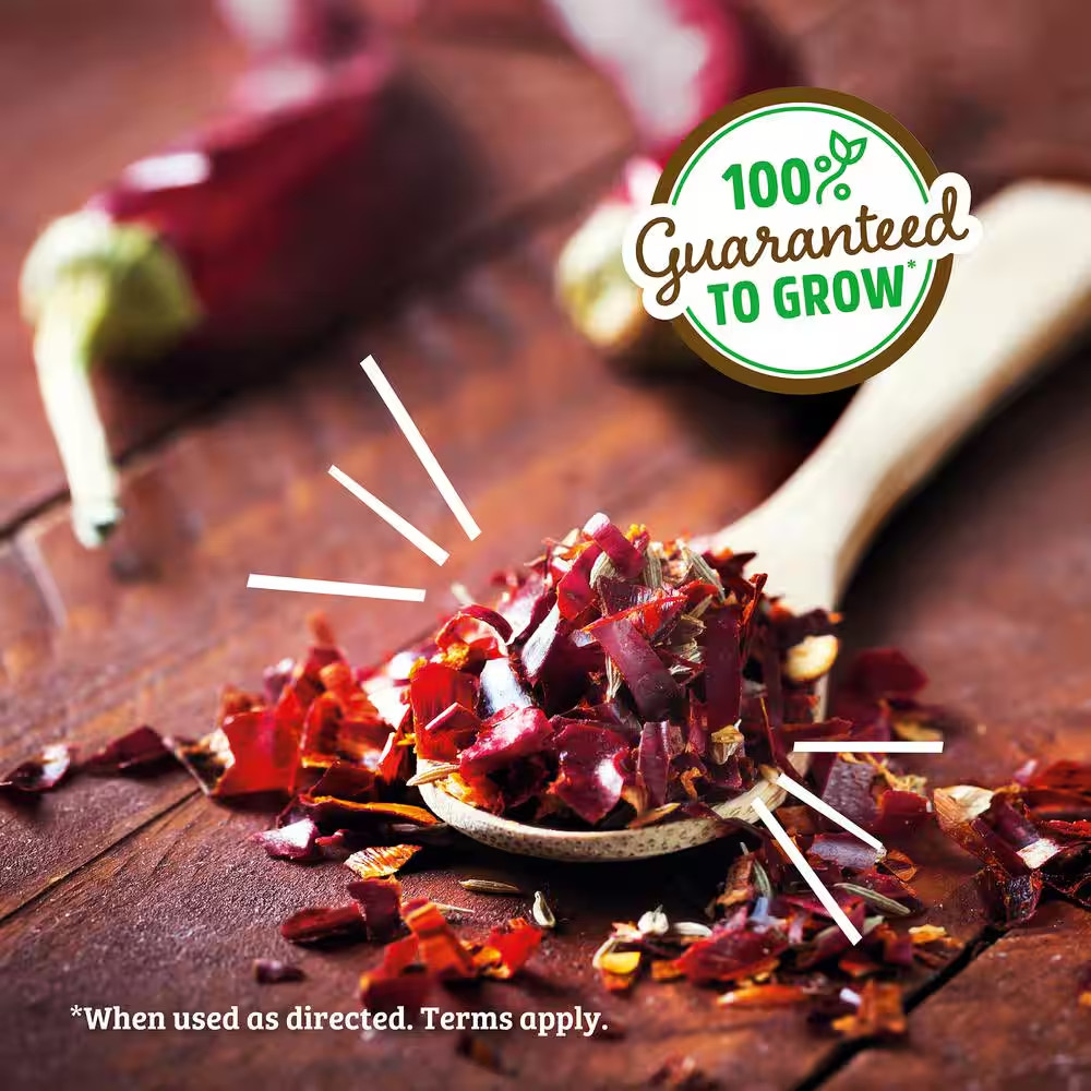 Windowsill Organic Chili Pepper Grow Kit