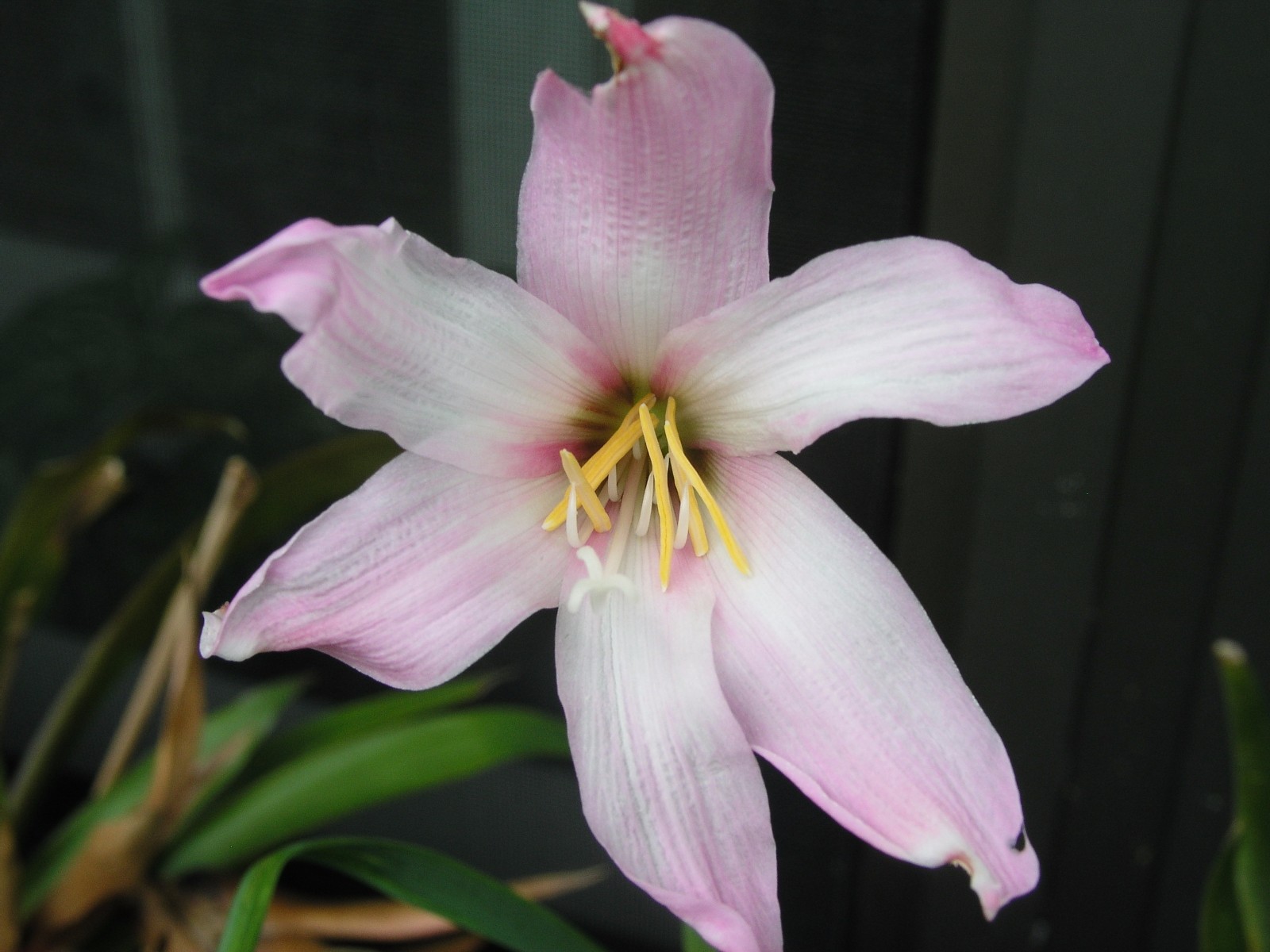 Rain Lily, Habranthus Floryi Cherry Pink, 3 bulbs, NEW, RARE, zephyranthes