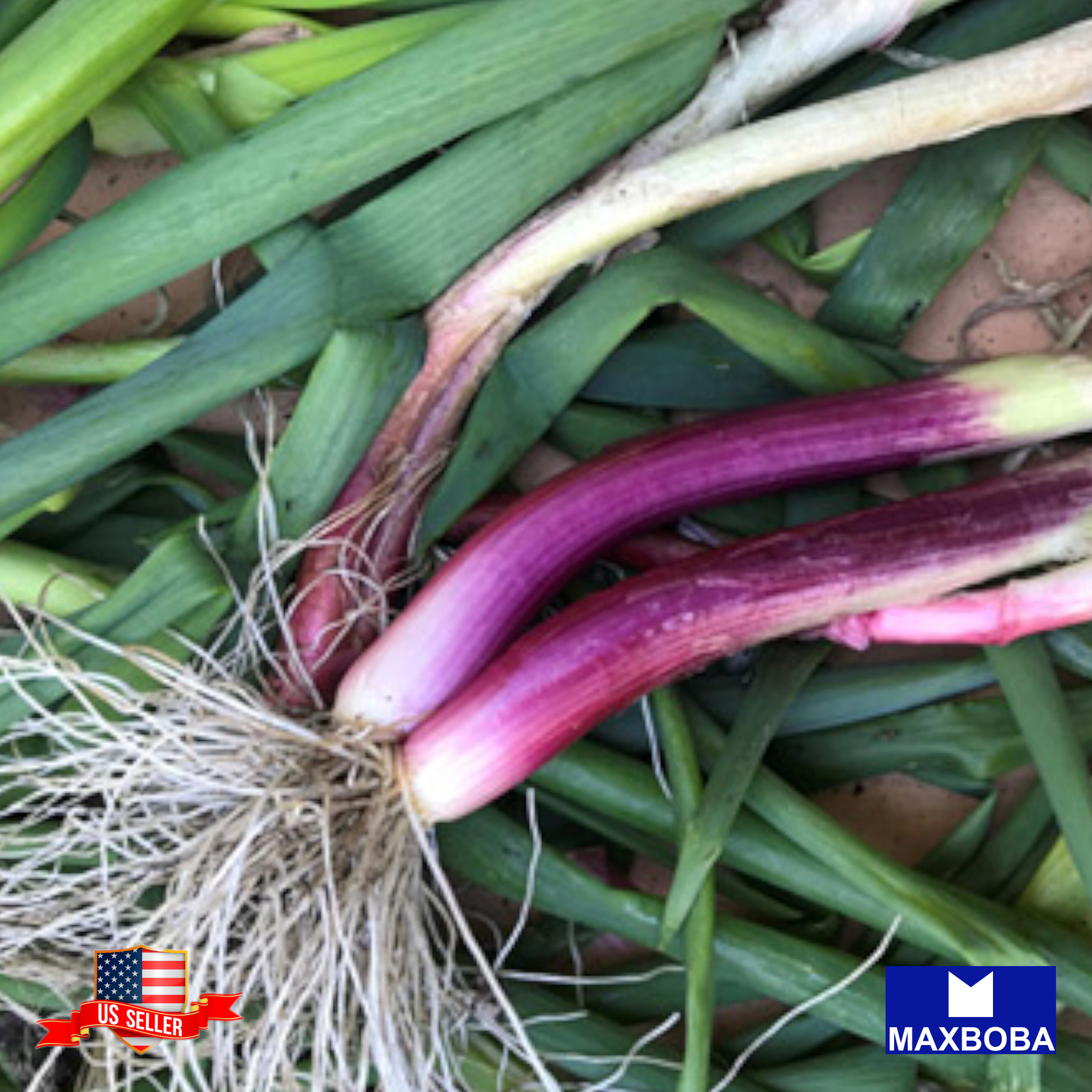400+ Onion Seeds Bunching Red Beard Vegetable Heirloom Non-GMO BOGO 50% OFF