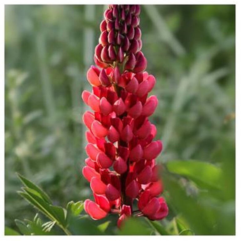 20 SEEDS red LUPINE lupin flower exotic bush garden bed bloom plant USA Seller