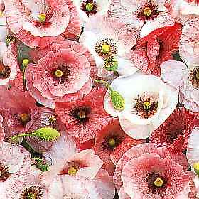 Papaver Shirley Single Mix 5,000 seeds