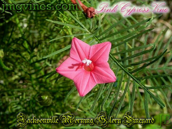 Pink Cypress Vine Ipomoea Quamoclit 10 Seeds