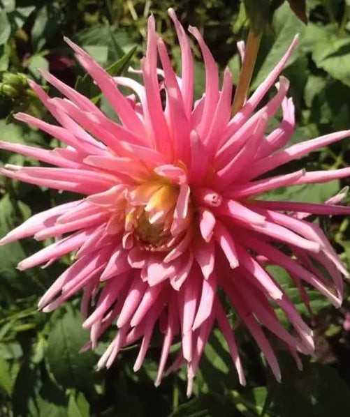 Park Princess Cactus Dahlia Tuber I Refined Timeless Elegance