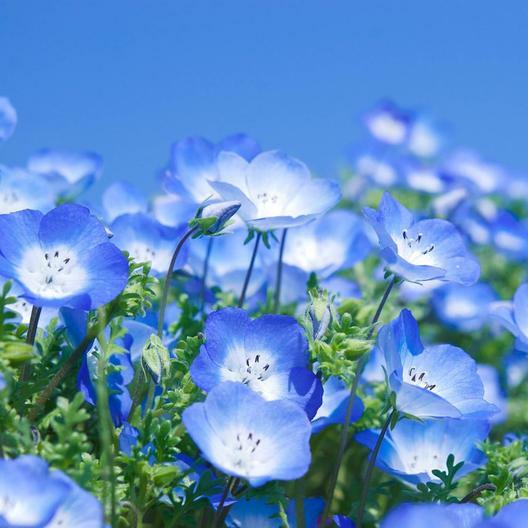 Wildflower Mix SINGIN’ THE BLUES Exclusive Blue Heirloom Non-GMO USA 500+ Seeds