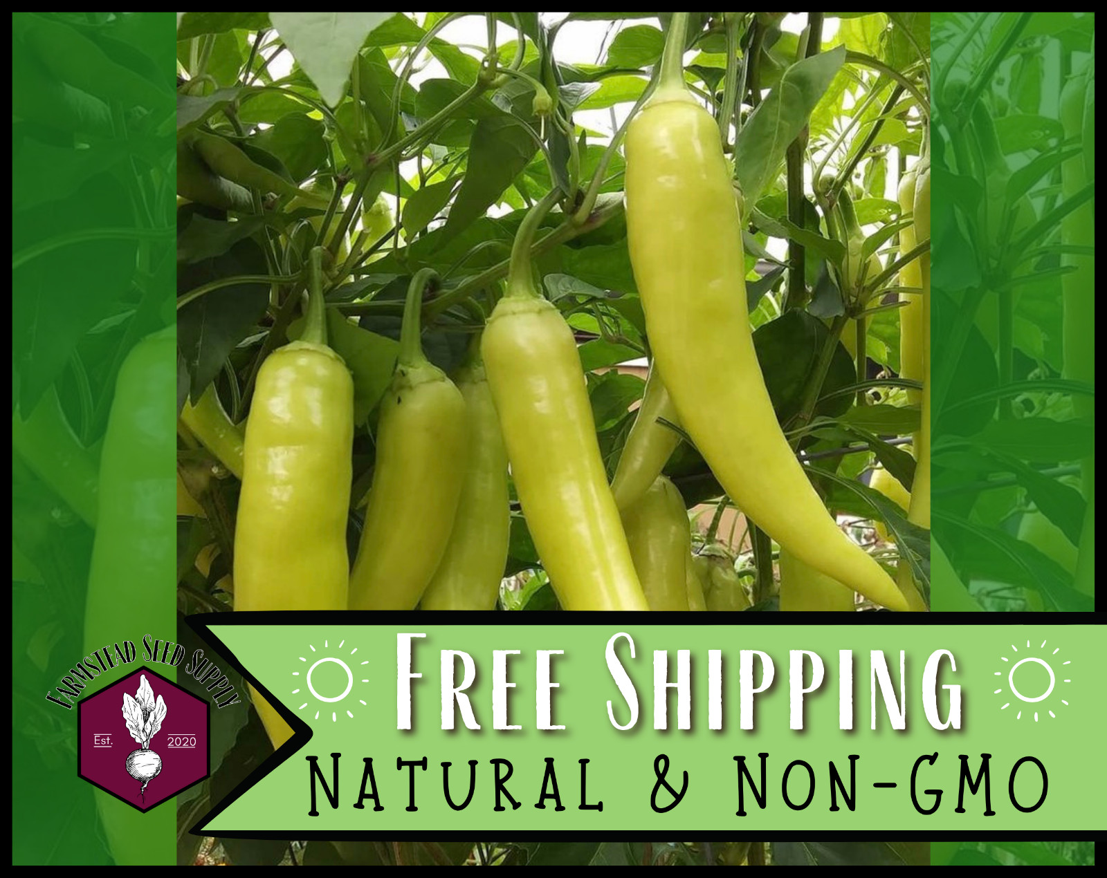 200+ Sweet Banana Pepper Seeds Vegetable Gardening Seed, Heirloom, Non-GMO, USA