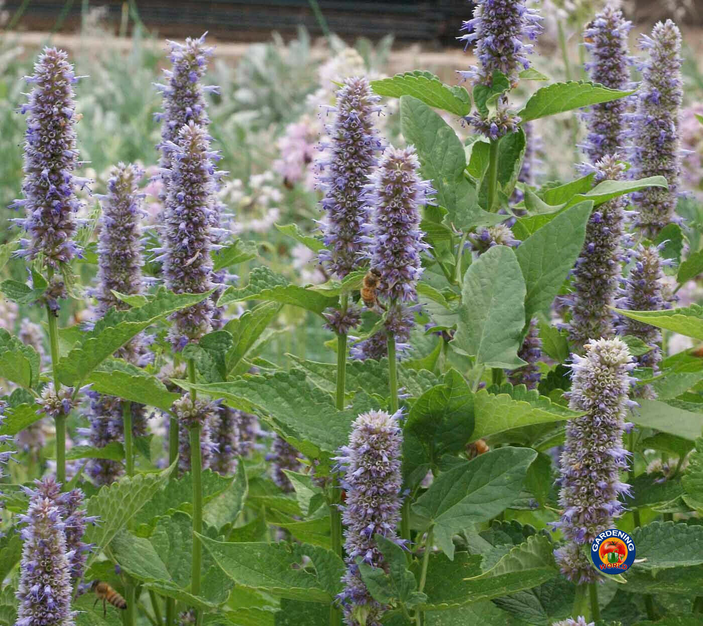 Purple Giant Hyssop Flower Herb Seeds Licorice Mint Fragrant (500 to 5000 SEEDS)