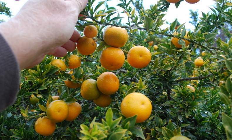 Myrtle Leaf Orange 14-20” tall (Citrus myrtifolia) Chinotto 2.5″ Pot Size