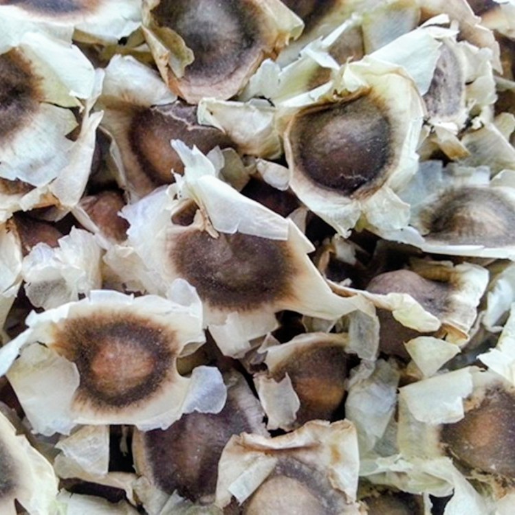 20 Florida FRESH Moringa Oleifera Tree Seeds for Planting Organic Fast Growing