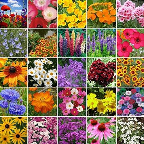 Northeast Wildflower Seed Mix (1 Lb) – 25 Species, Non-GMO, 60% Annual 40% Pe…