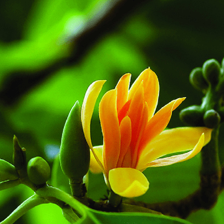5 SUPER RARE Michelia Alba / Magnolia (yellow Flowers) seeds Ngoc Lan vang