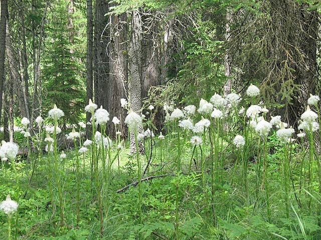 Xerophyllum tenax | Beargrass | 100 Seeds