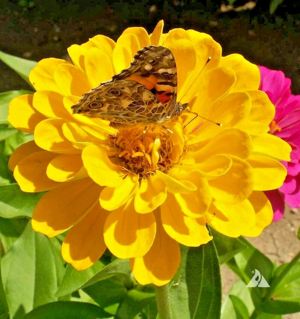 301+YELLOW ZINNIA Seeds Big Cut Flowers Summer Garden Flowering Annual Fast Easy