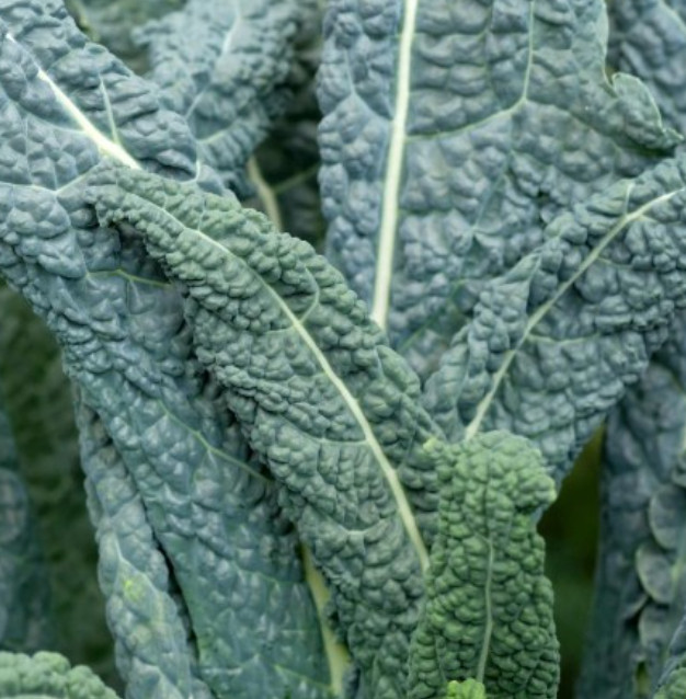Kale LACINATO Dinosaur Kale Salads 30 Day Harvest Heirloom USA Non-GMO 500 Seeds