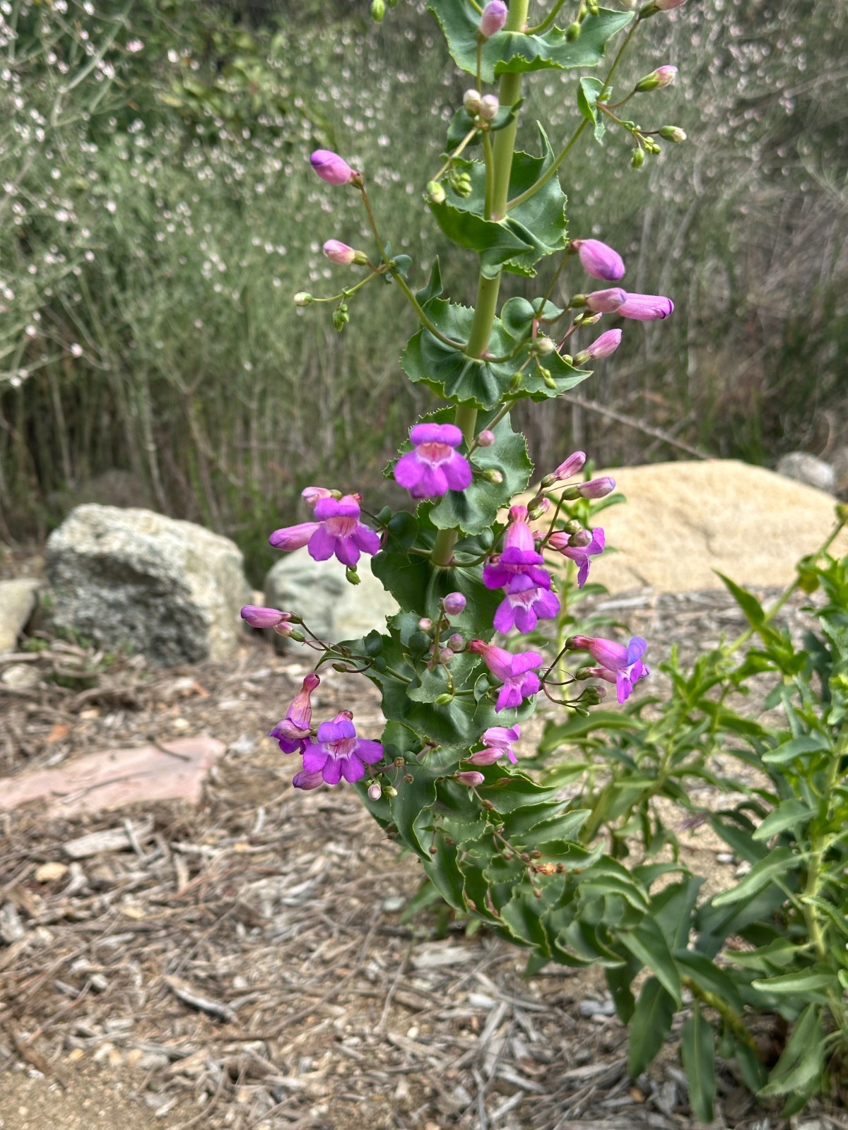 Showy Penstemon Seeds for California Native Garden Plants for Drought Tolerant L