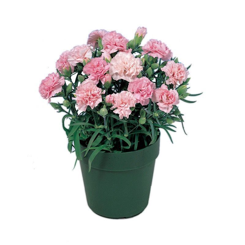 20 SEEDS CARNATION Dianthus Caryophyllus for germination flower exotic garden