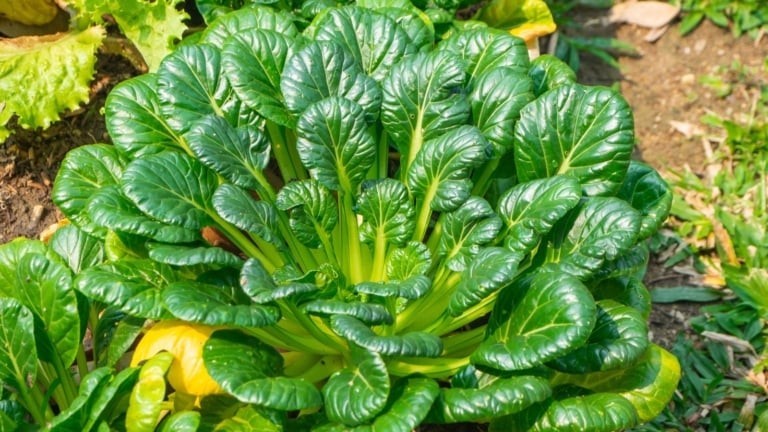 1,000 Tatsoi Seeds Oriental Greens Fast Growing Asian Greens Stir Fry