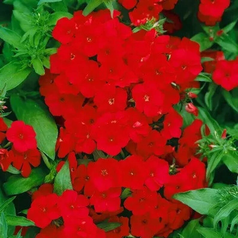 200 Red Drummond Phlox Seeds. USA Seeds. Organic. Ships free