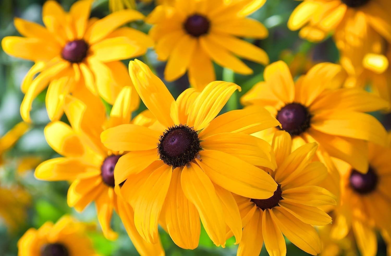 Black Eyed Susan Seeds for Planting, 5000 Seeds, Giving You Beautiful Black E…