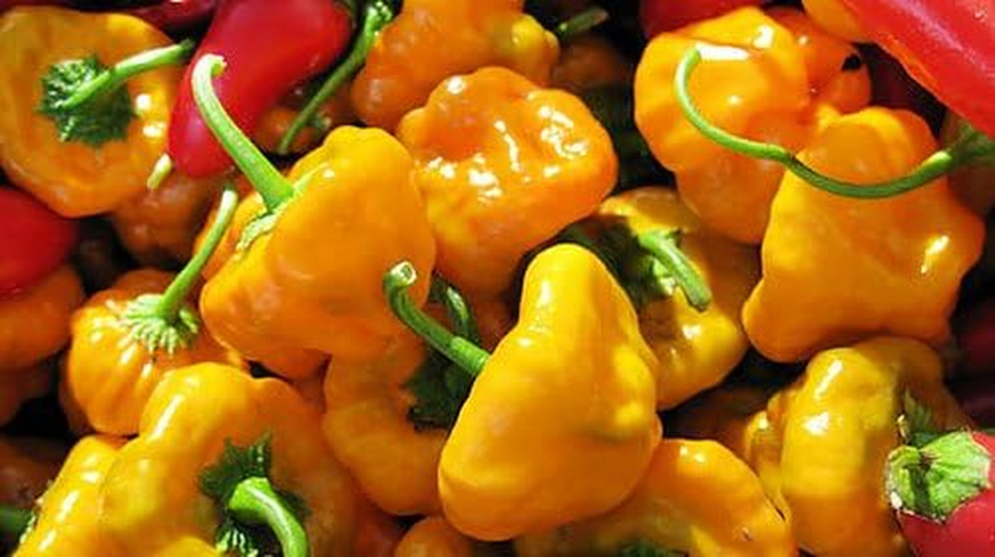 30 Yellow Scotch Bonnet Jamaican Hot Pepper Seeds Heirloom Non-Gmo Super Hot
