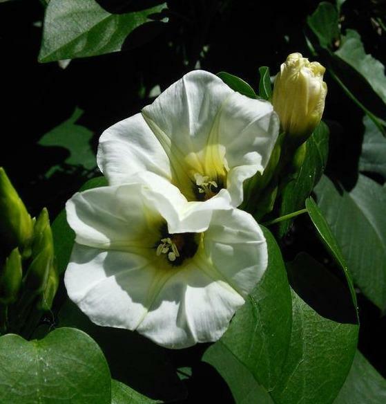 Ipomoea corymbosa | Christmas Vine | Snakeplant | 10 Seeds