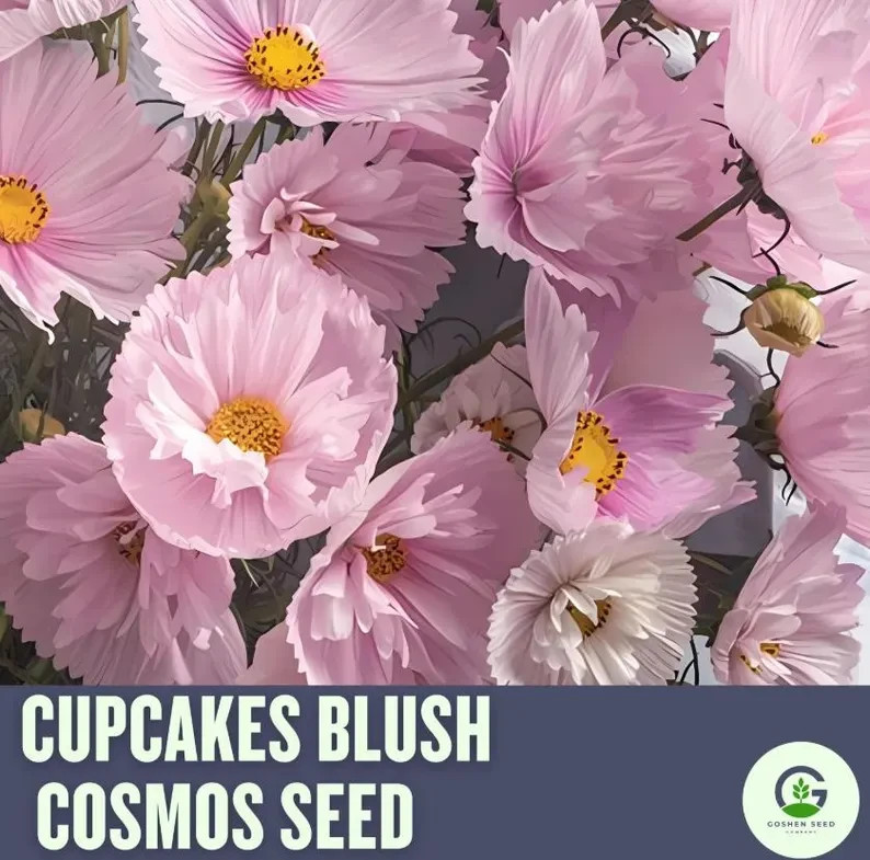 Cosmos Flower Seed Collection – 5 Vibrant Varieties, Heirloom, Pollinator-Friend