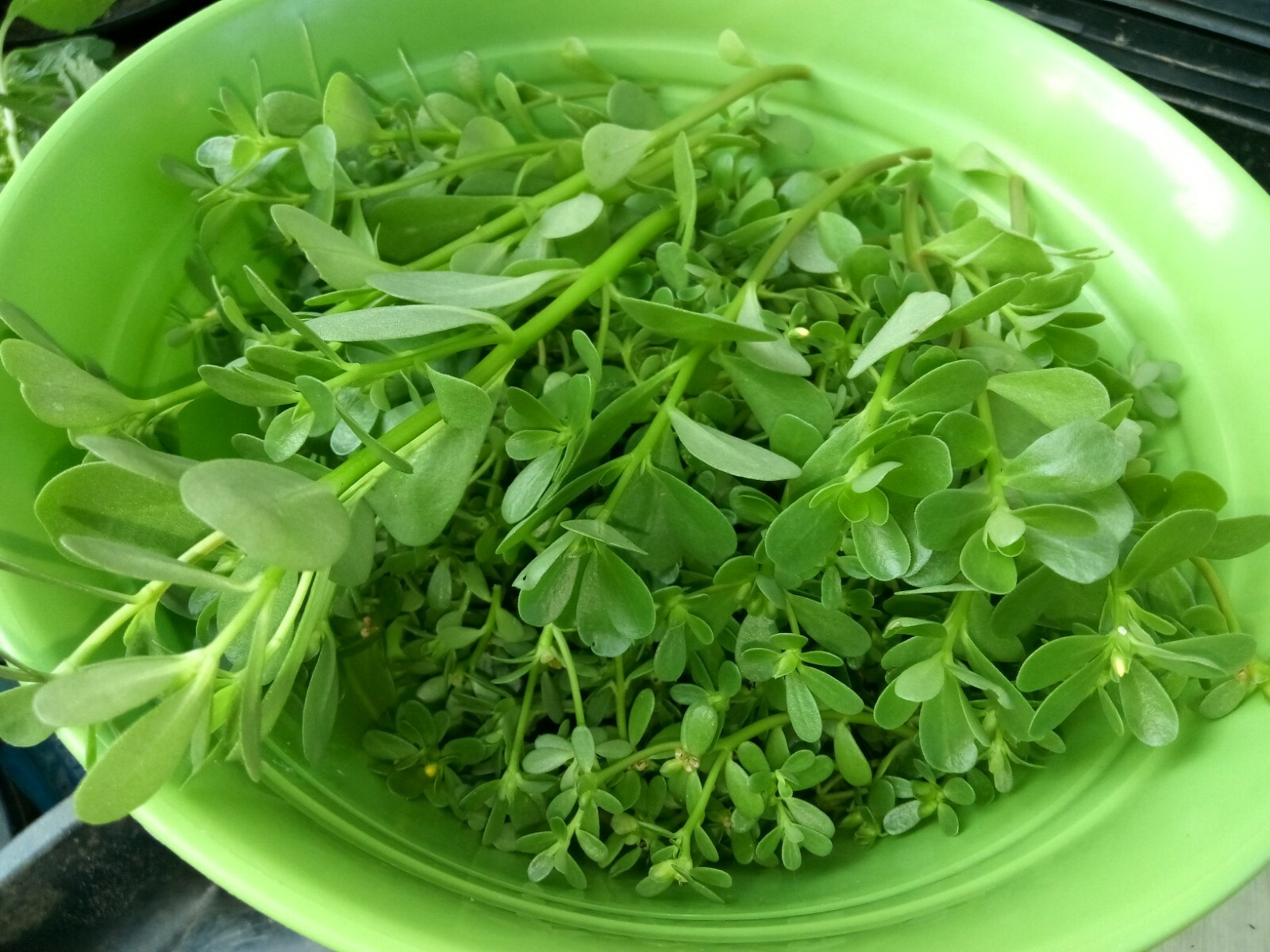 250+ Organic Purslane Seeds( Portulaca Sativa) Green Edible Annual Herb.