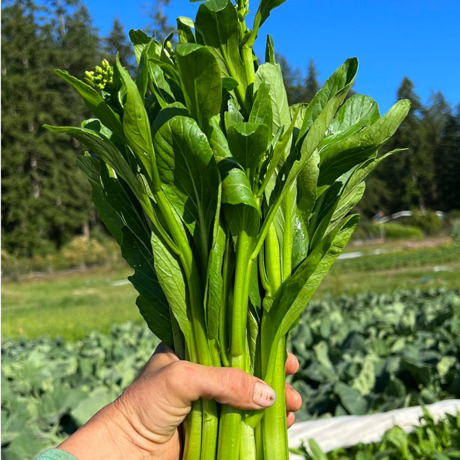 1000 Chinese Broccoli Seeds Gai Lan Asian Vegetable Seeds for Home Garden
