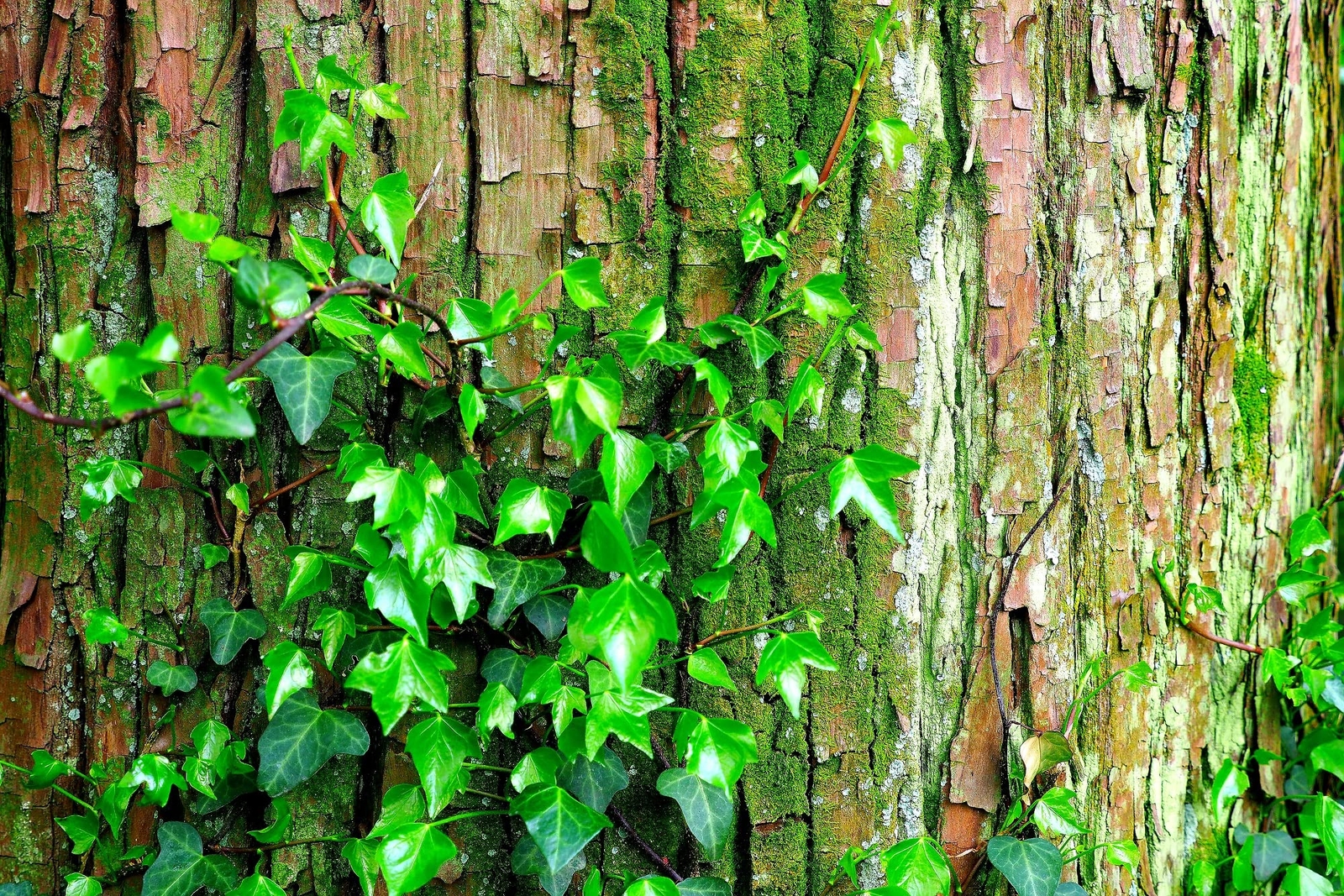 30 Climbing Ivy Seeds for Planting – Easy to Grow Boston Ivy Vine-Fast Shipping