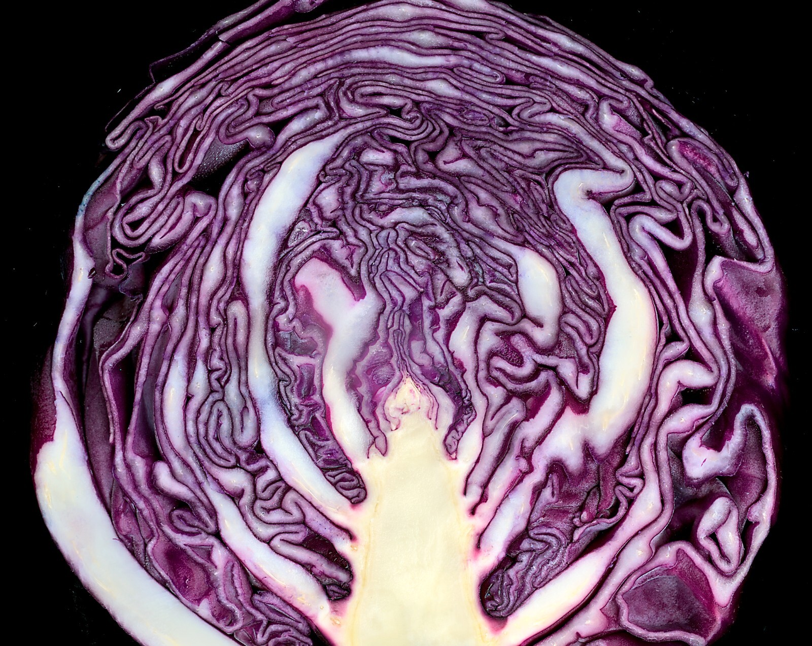 250 Red Acre Cabbage Seeds – Heirloom Non-GMO Red Cabbage Seeds