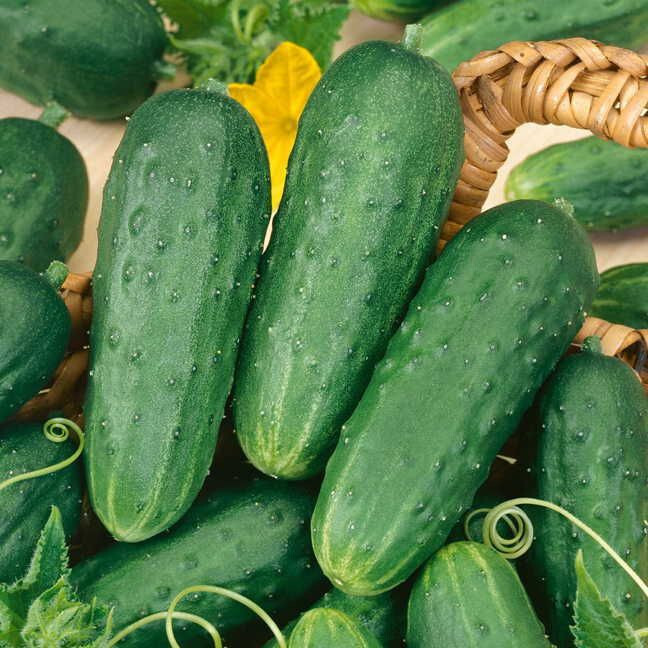 25 HOMEMADE PICKLES CUCUMBER SEEDS FRESH HARVEST FOR 2024 GARDENS