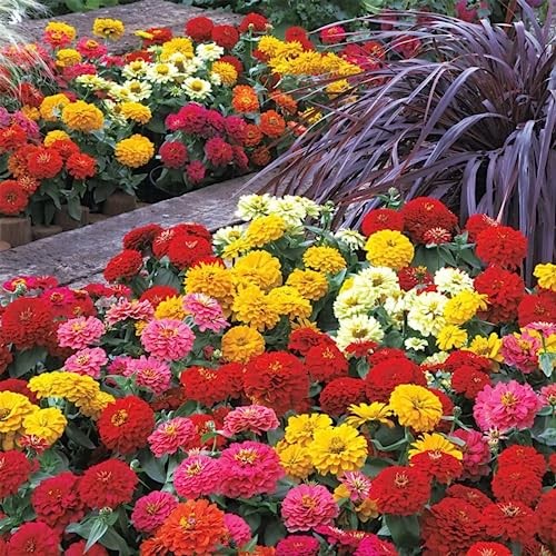 1000+ Crazy Blend Zinnia Seeds for Planting Zinnia Elegans Heirloom Open Normal
