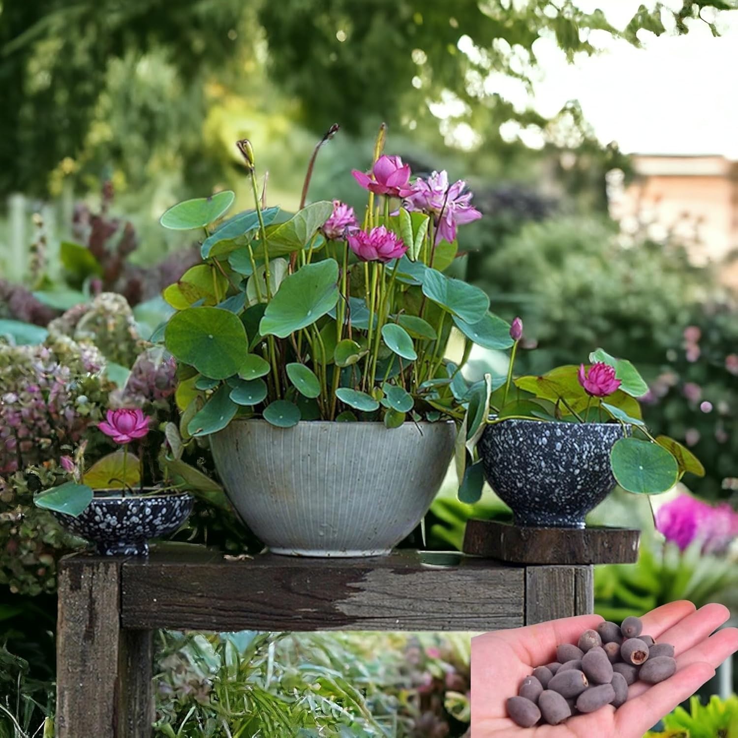 15pcs Exotic Lotus Seeds – Colorful Gardening Bliss for Home & Pond Environments