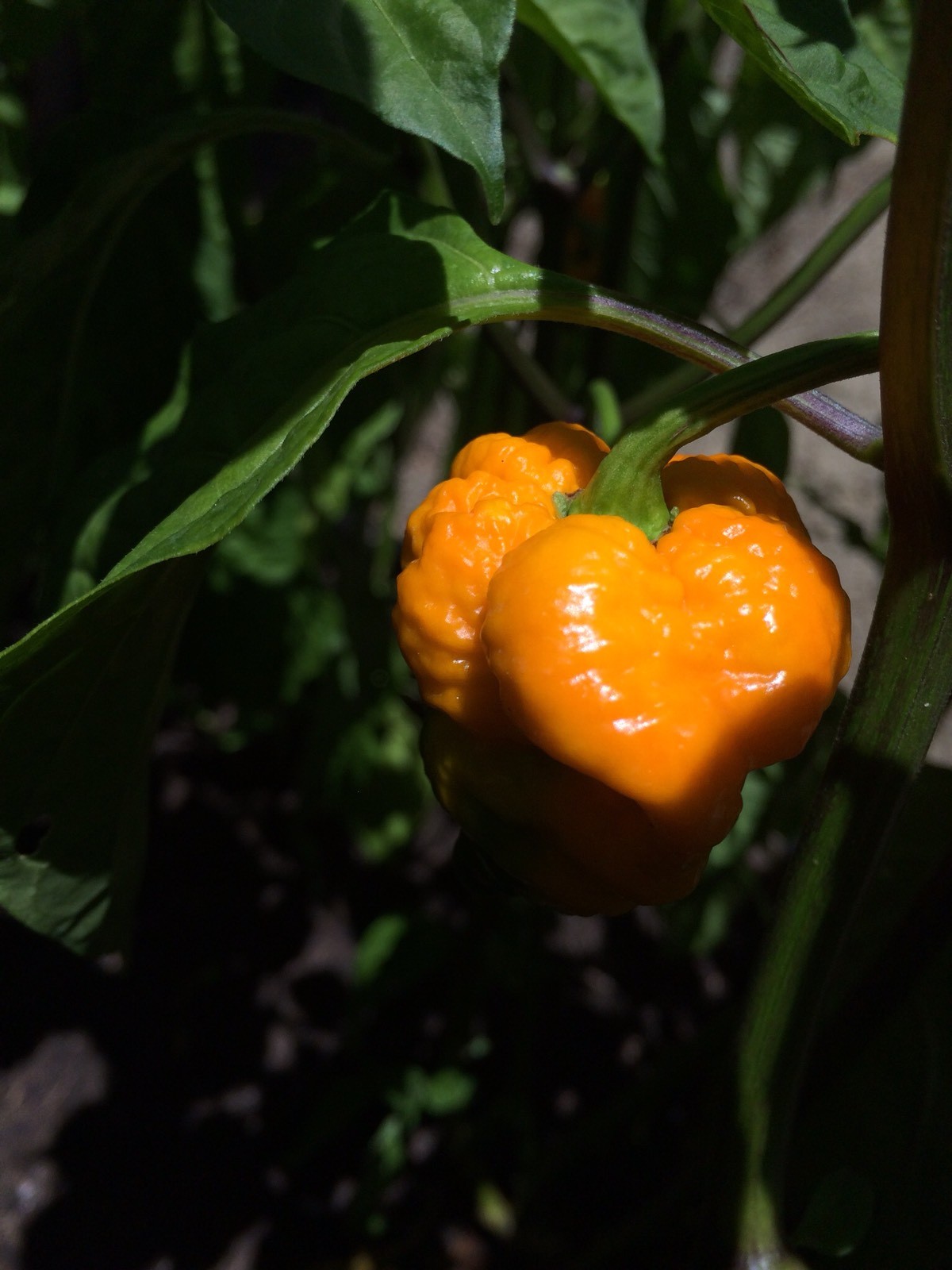 10+ Yellow Trinidad Moruga Scorpion Pepper seeds – Hot organic chile, chili
