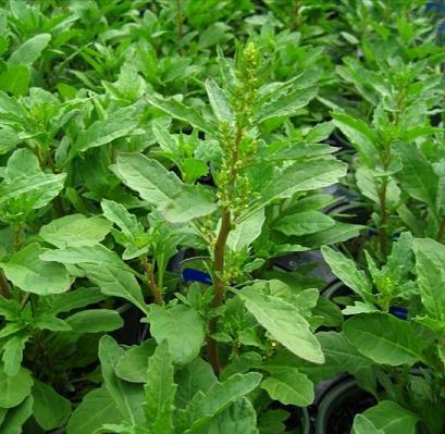 Epazote Chenopodium ambrosiodes 250 seeds