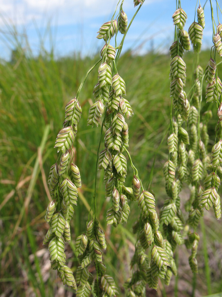 150 SEEDS- grass RATTLESNAKE Ornamental Marsh Swamp GroCo- BUY ANY 15-SHIPS FREE