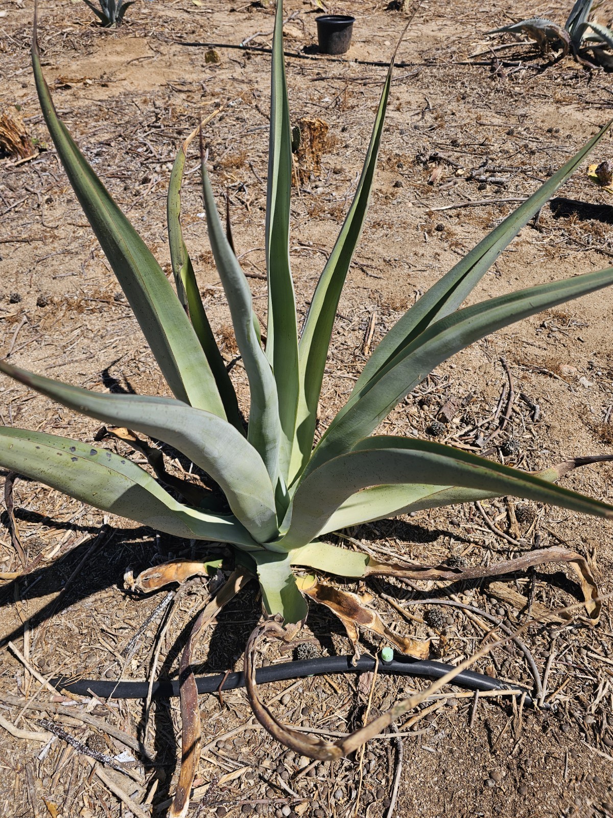 Agave Vilmoriniana Seeds, 125 pack; Aka: Amolé & Octupus Agave