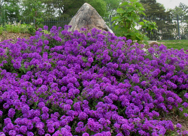 Moss Verbena Seeds, Violet, Perennial Groundcover Flower Seeds, Heirloom 75ct